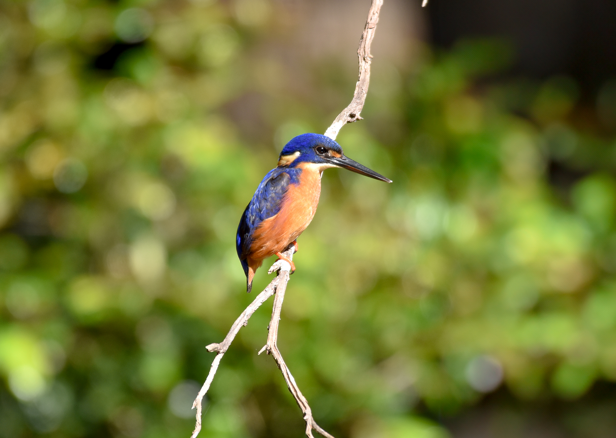 Azure Kingfisher - wild