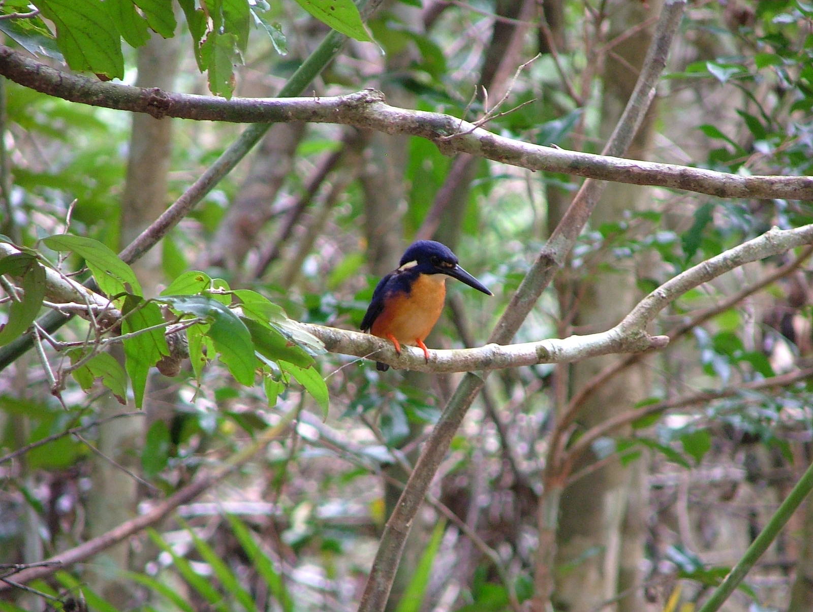 Azure kingfisher