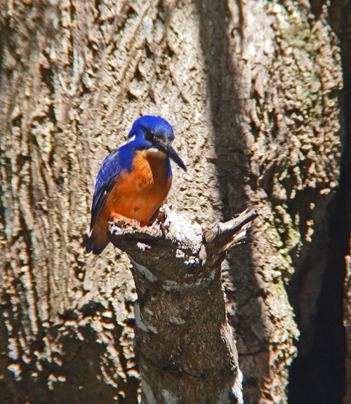 Azure kingfisher.