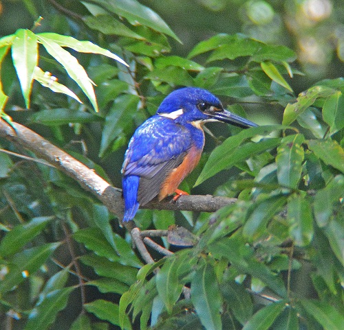 Azure kingfisher.
