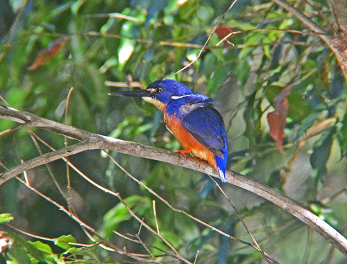 Azure kingfisher.