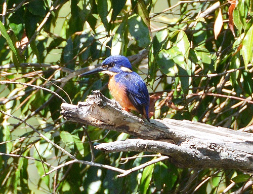 Azure kingfisher