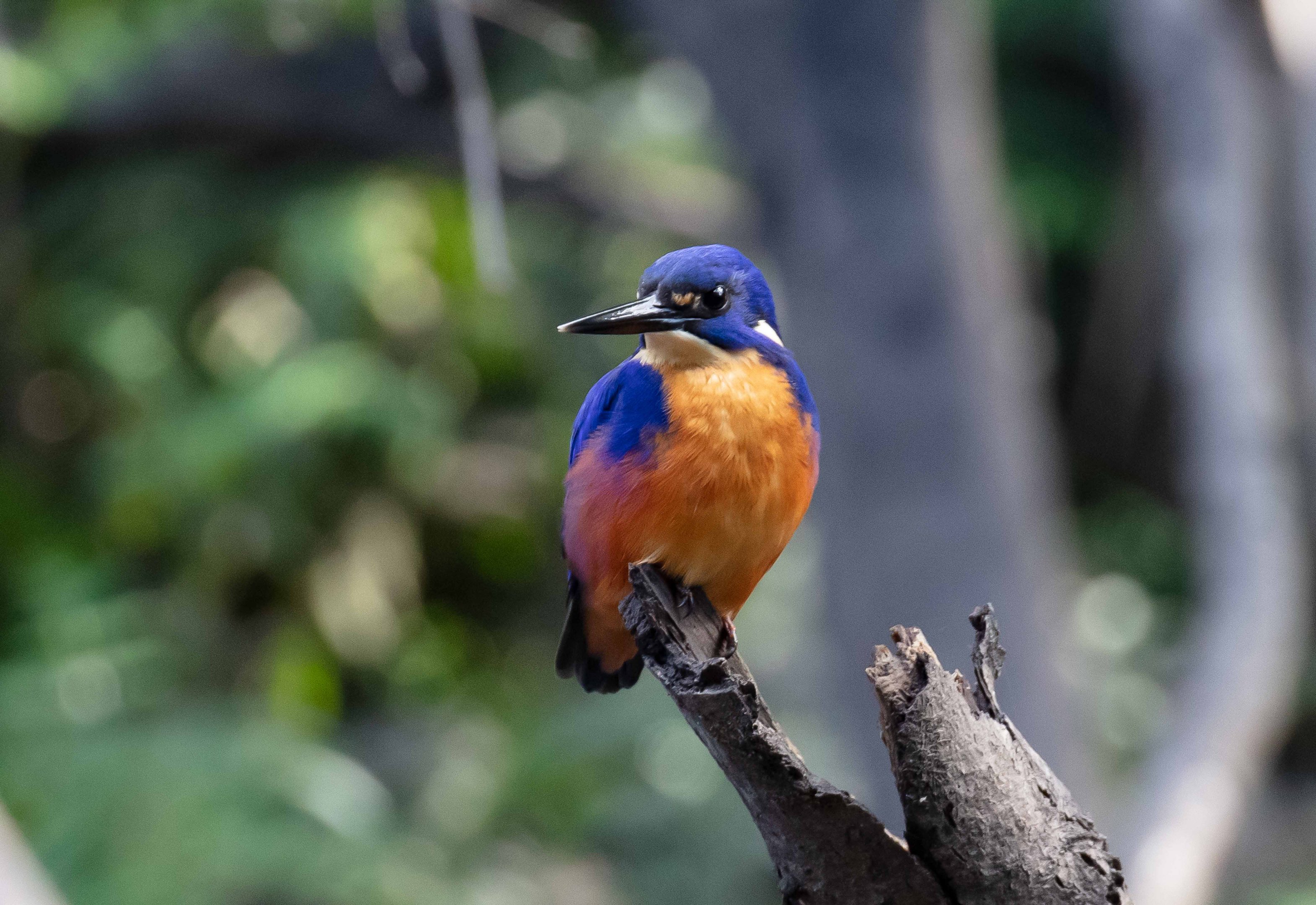 Azure Kingfisher
