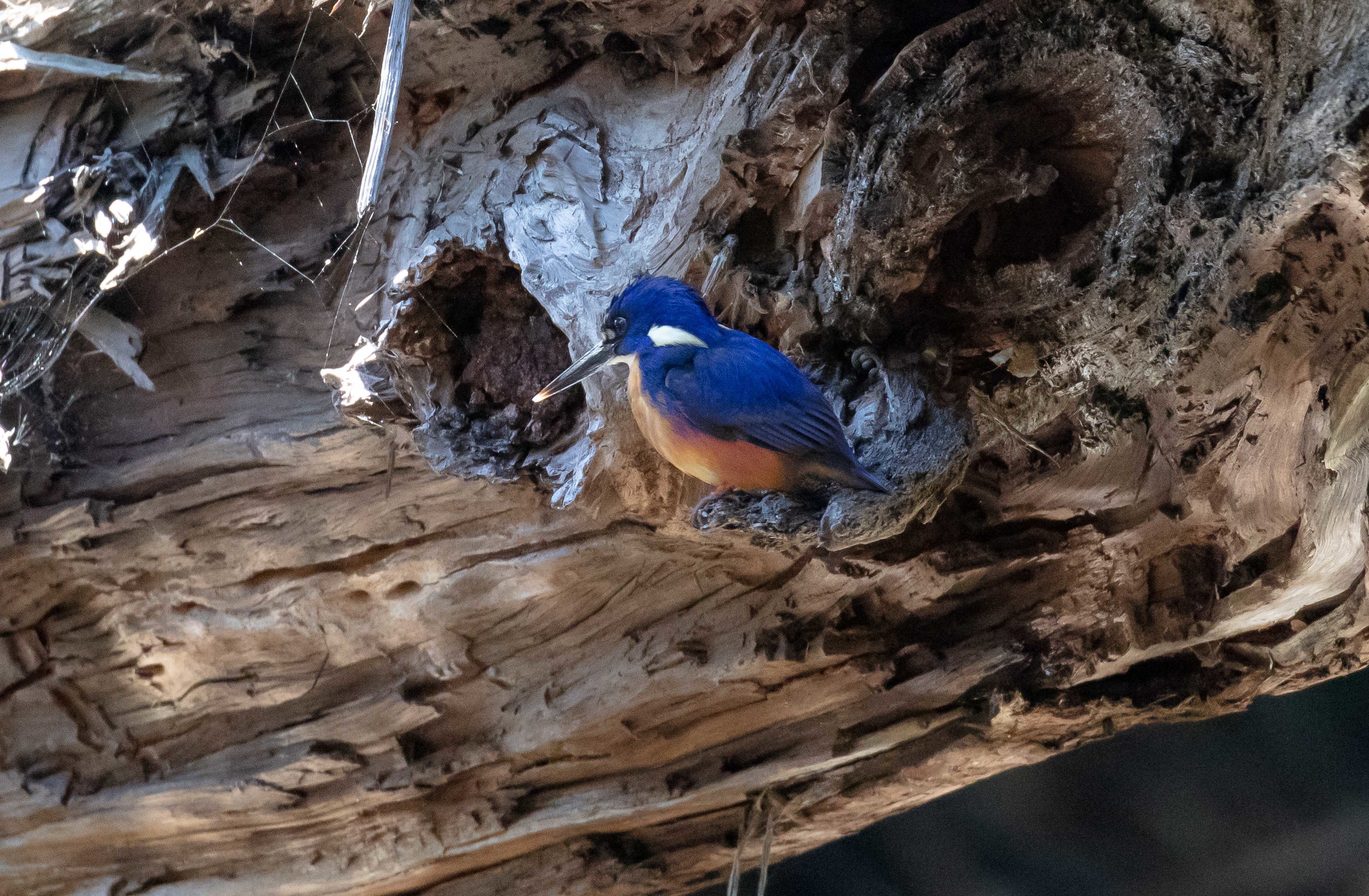 Azure Kingfisher