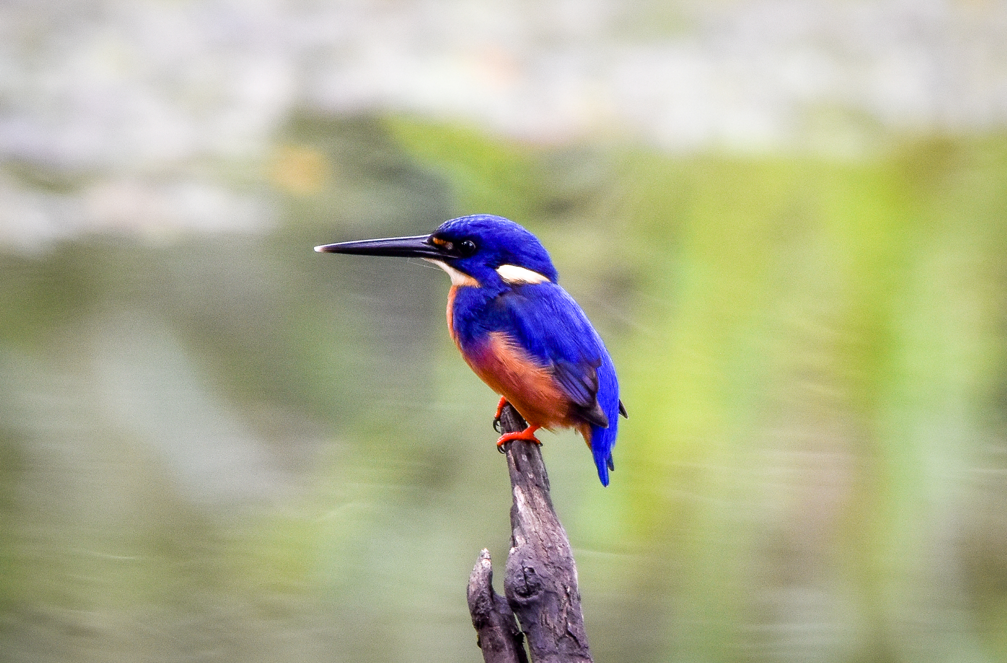 Azure Kingfisher