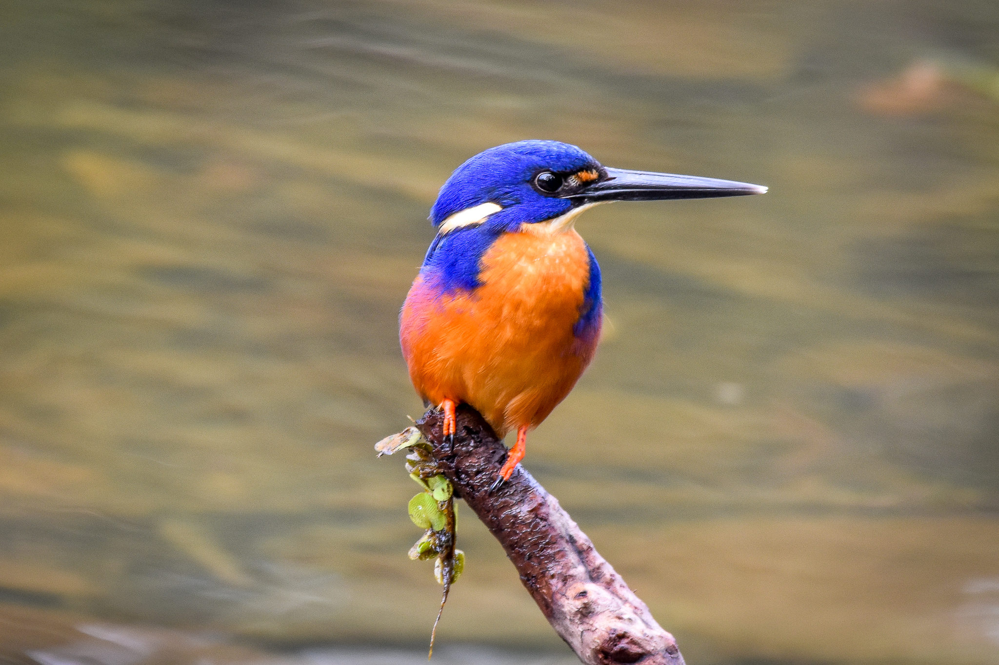 Azure Kingfisher
