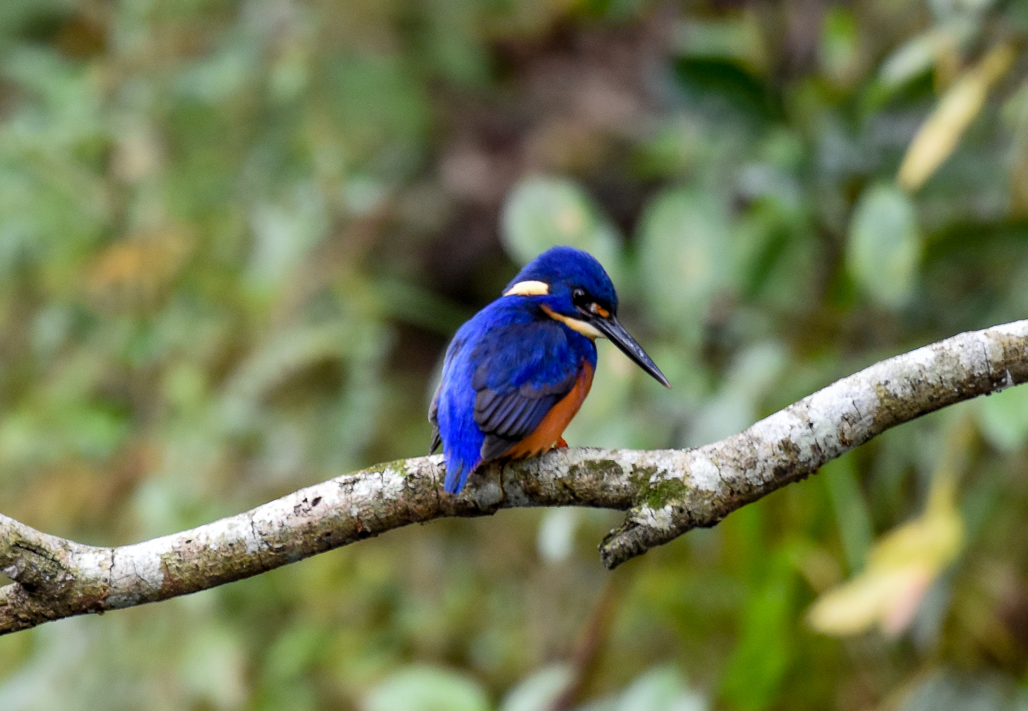Azure Kingfisher