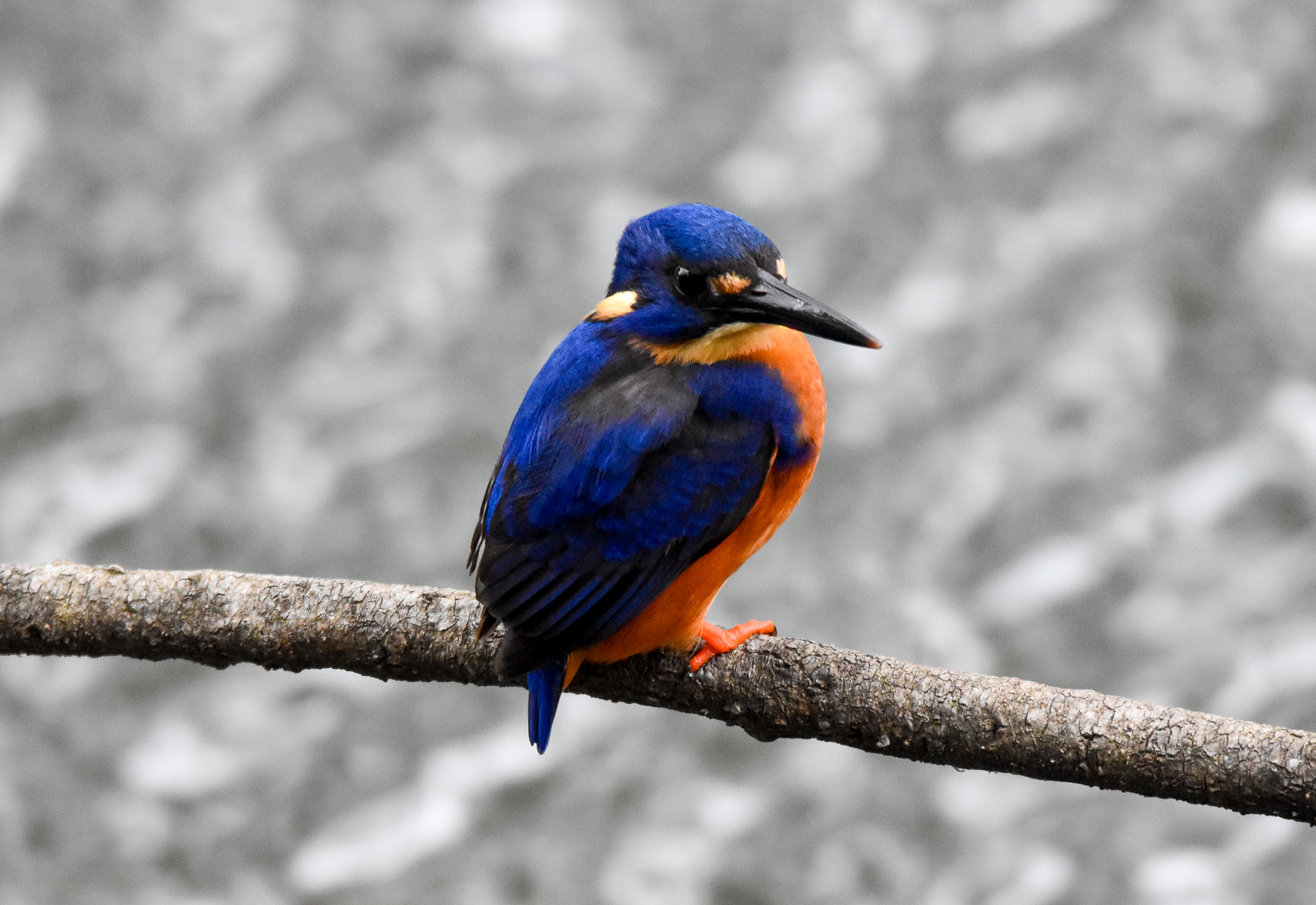 Azure Kingfisher