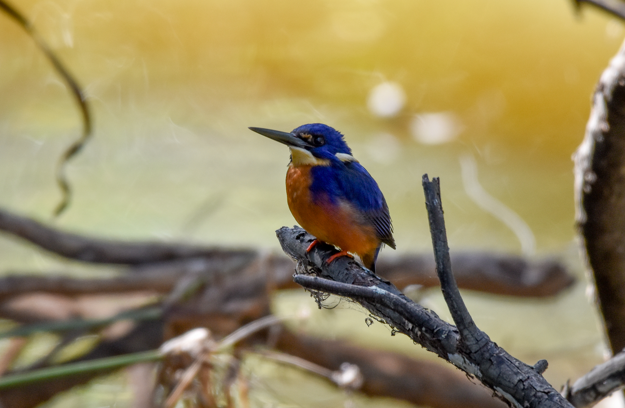 Azure Kingfisher