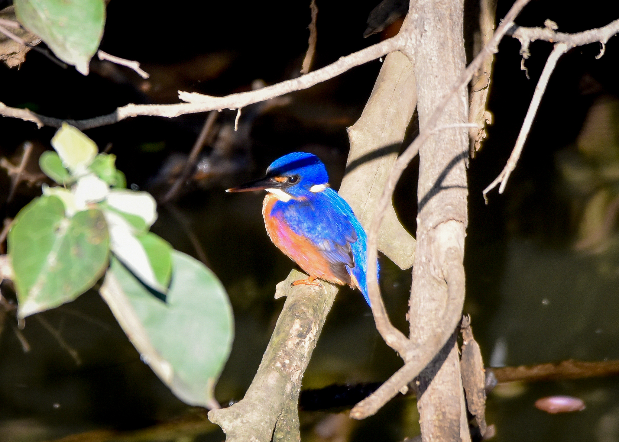 Azure Kingfisher