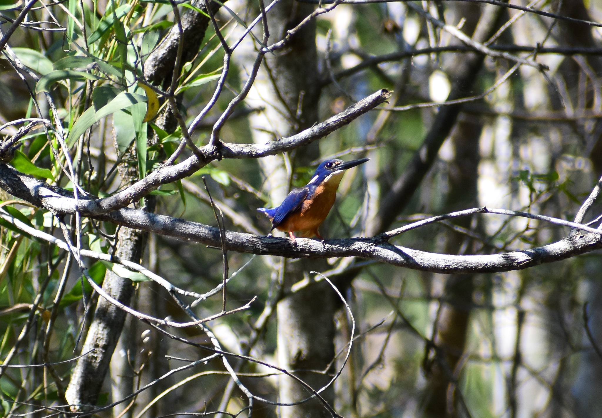 Azure Kingfisher