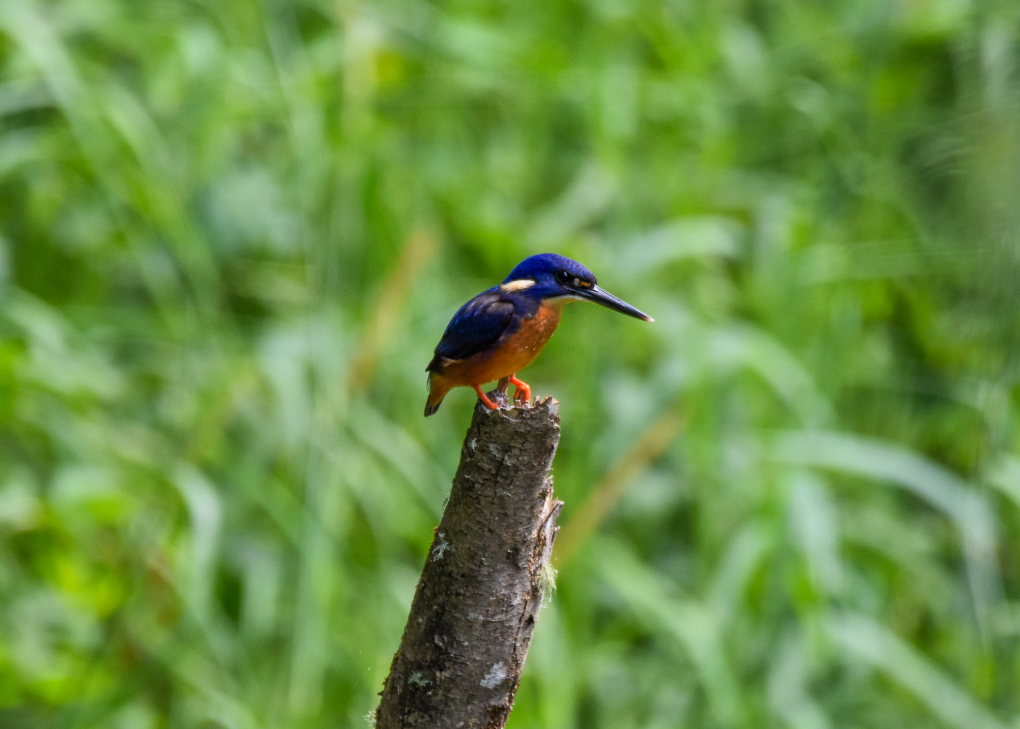 Azure Kingfisher
