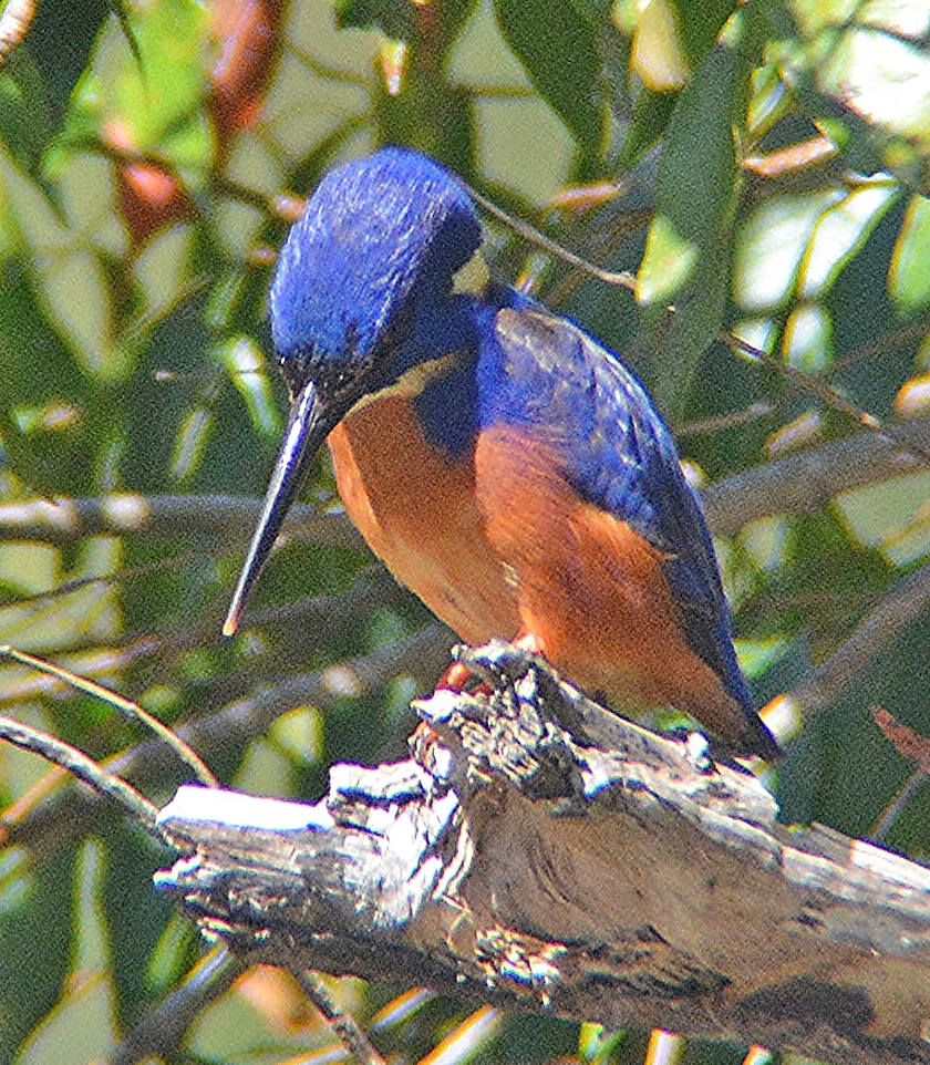 Azure kingfisher