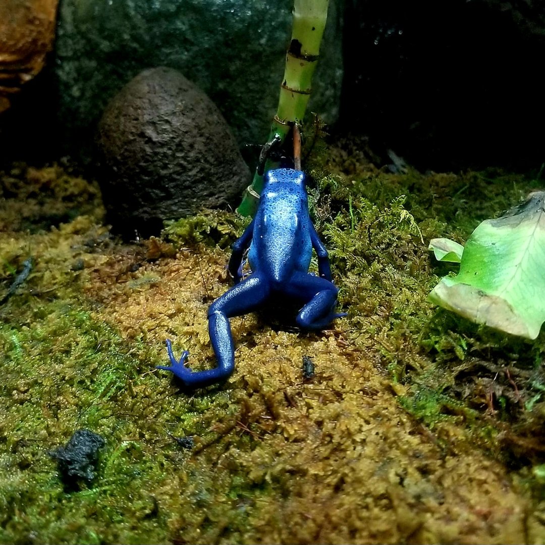 Azure Poison Dart Frog (Dendrobates tinctorius 'azureus')