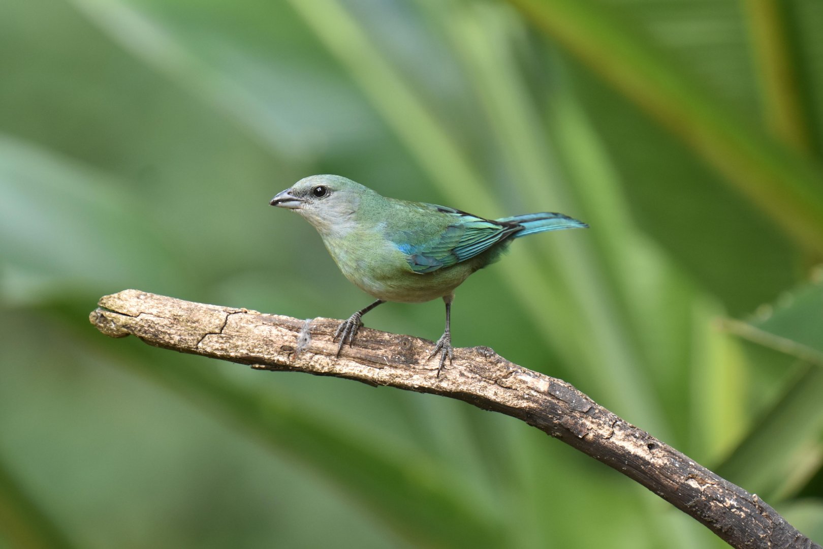 Azure-shouldered Tanager (Thraupis cyanoptera)