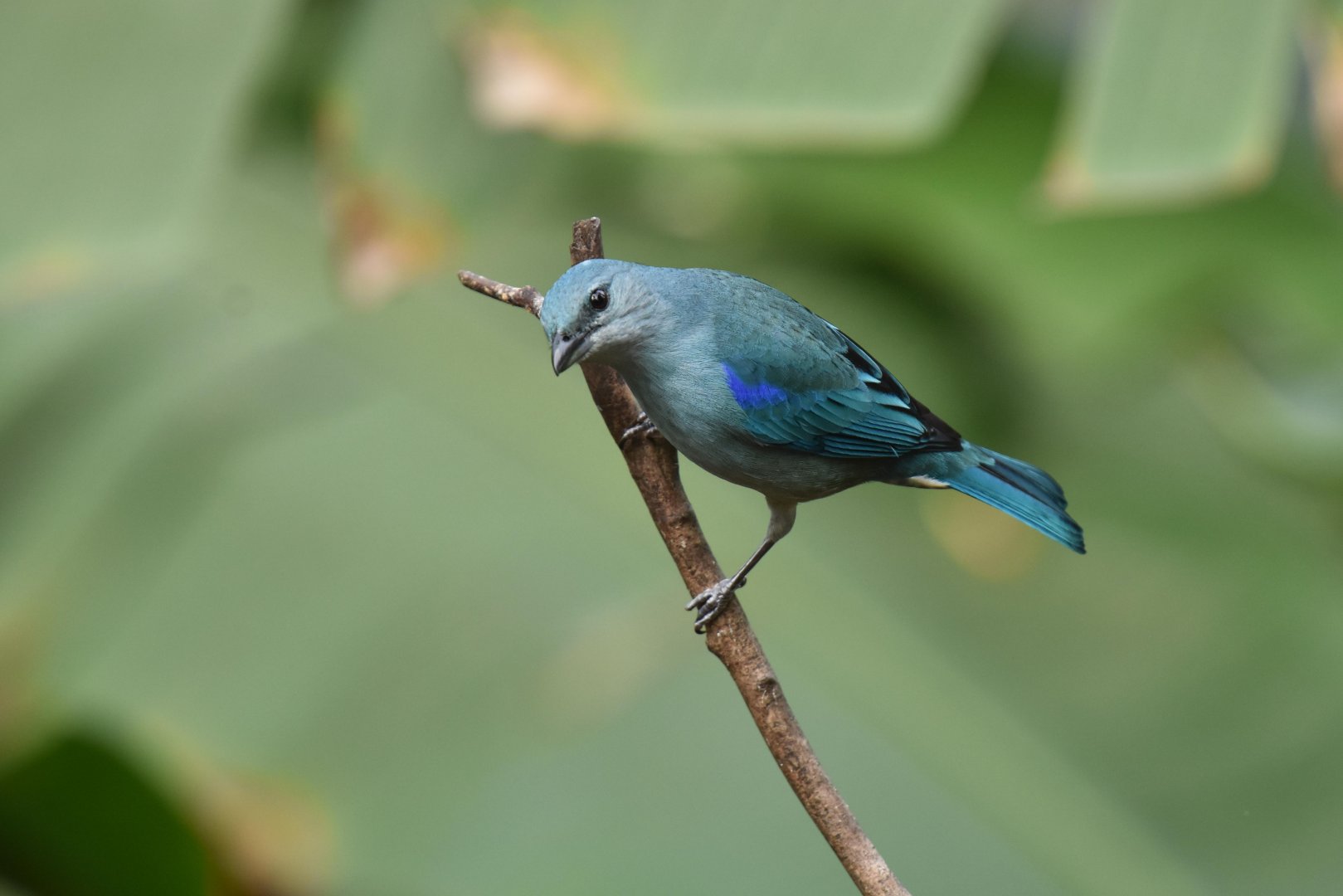 Azure-shouldered Tanager (Thraupis cyanoptera)
