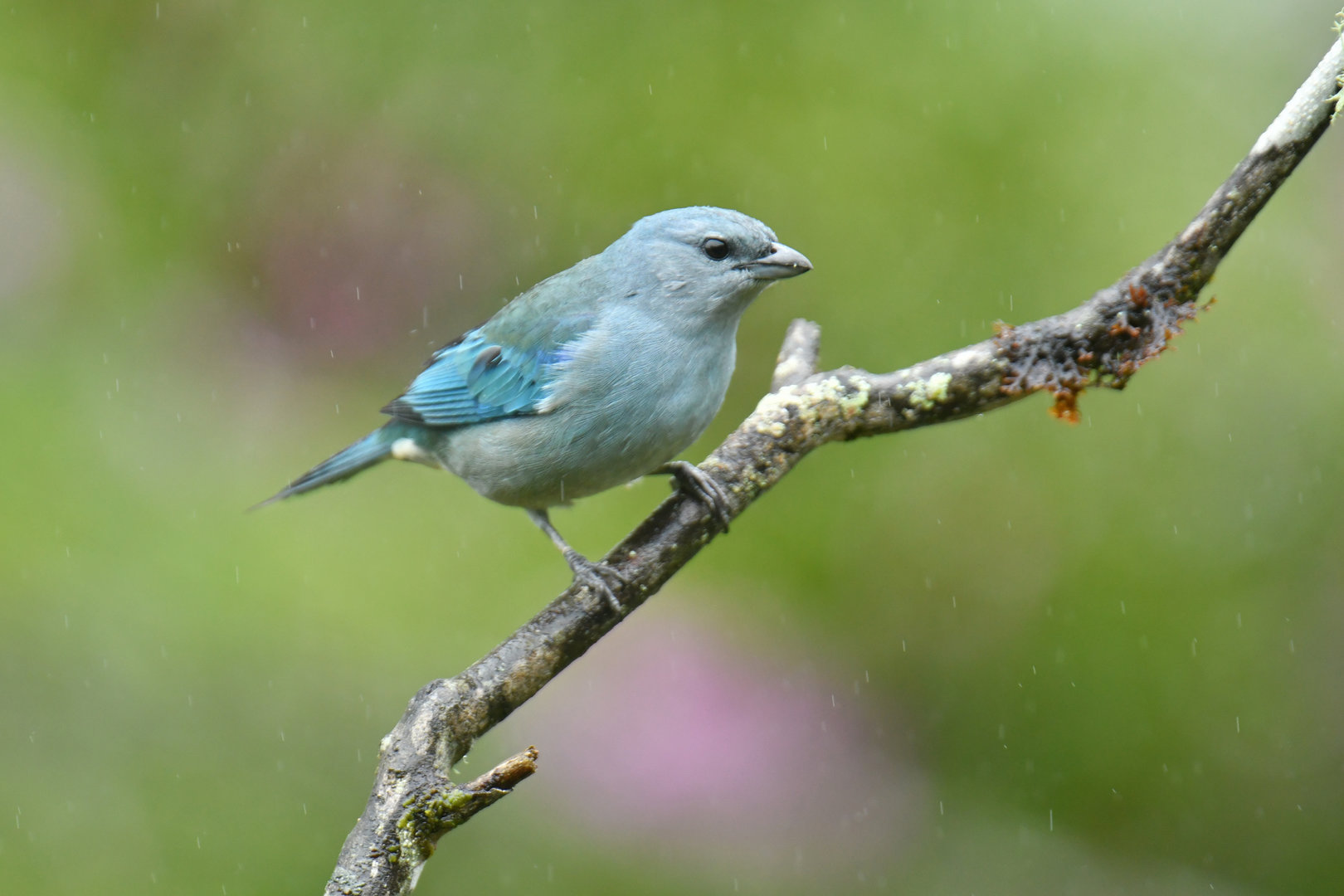 Azure-shouldered Tanager Thraupis cyanoptera