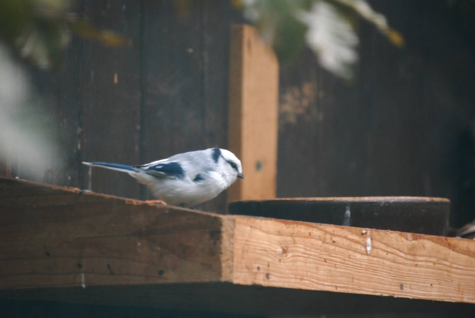 Azure Tit at Pilsen, 31/08/12