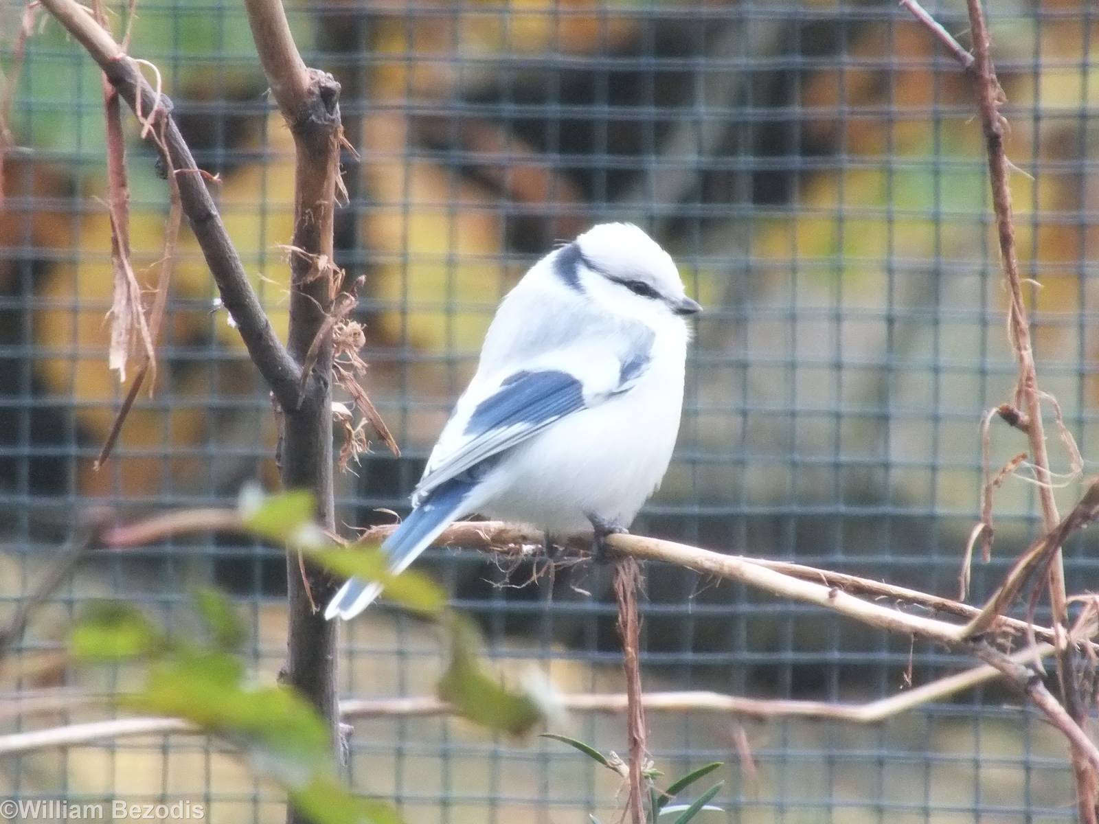 Azure Tit