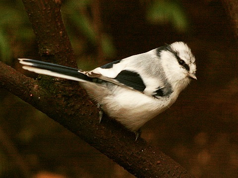 Azure Tit