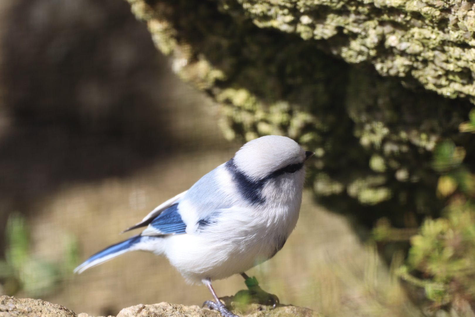 Azure Tit