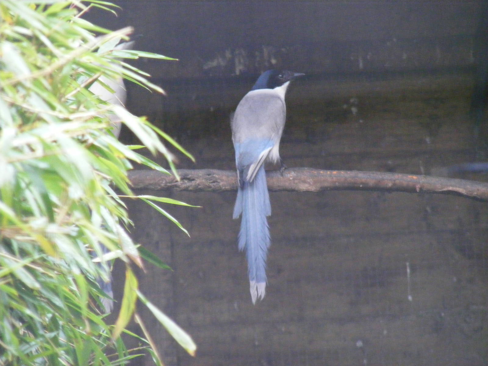 Azure-wing magpie at Exmoor Zoo, 29 December 2010