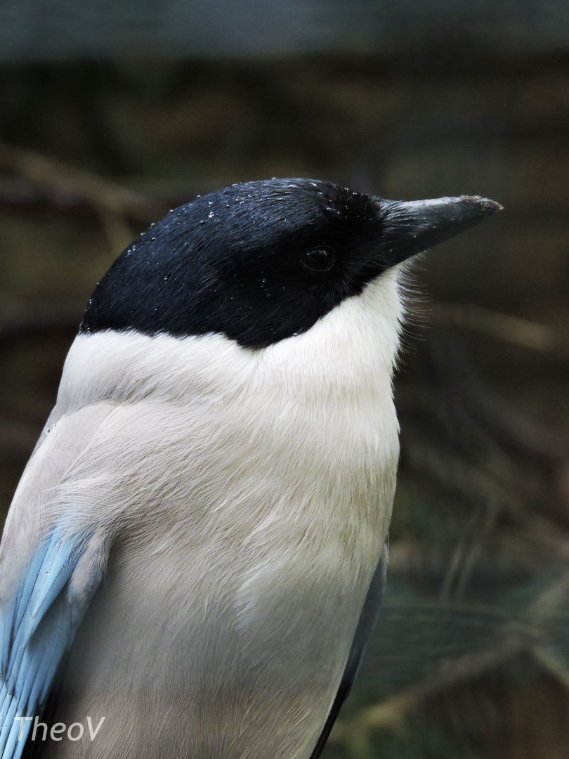 Azure-winged magpie [2017]