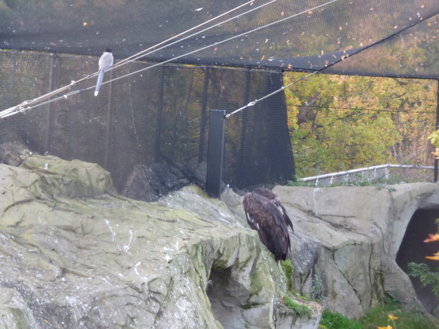 Azure-winged Magpie and European Black Vulture in the new European aviary