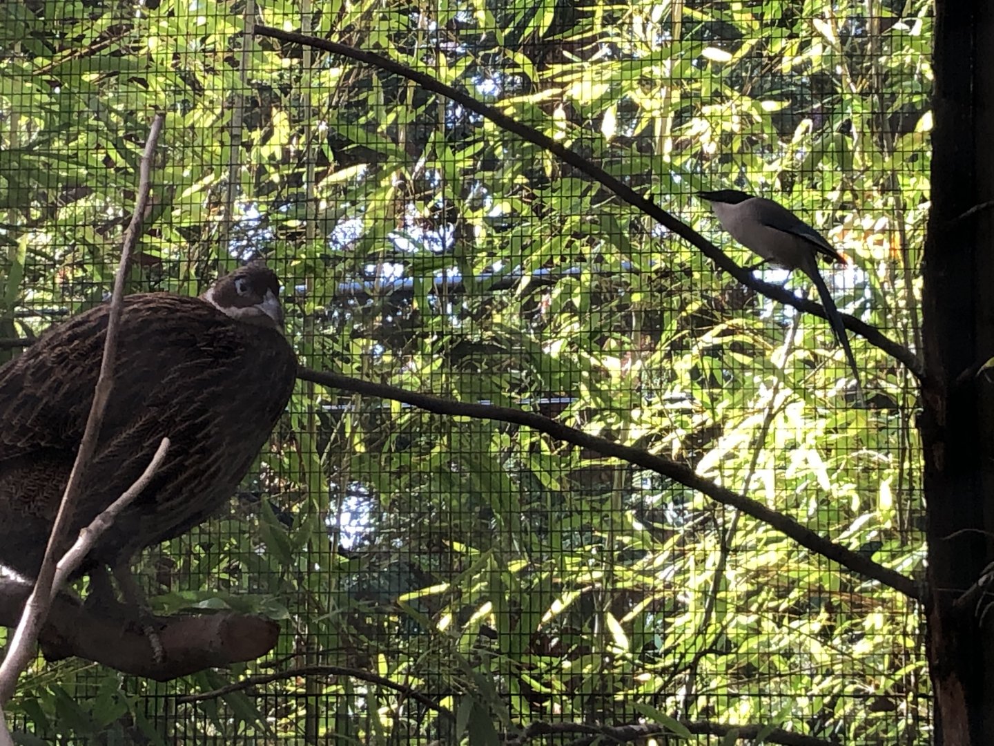 Azure-winged magpie and Leia, Himalayan monal