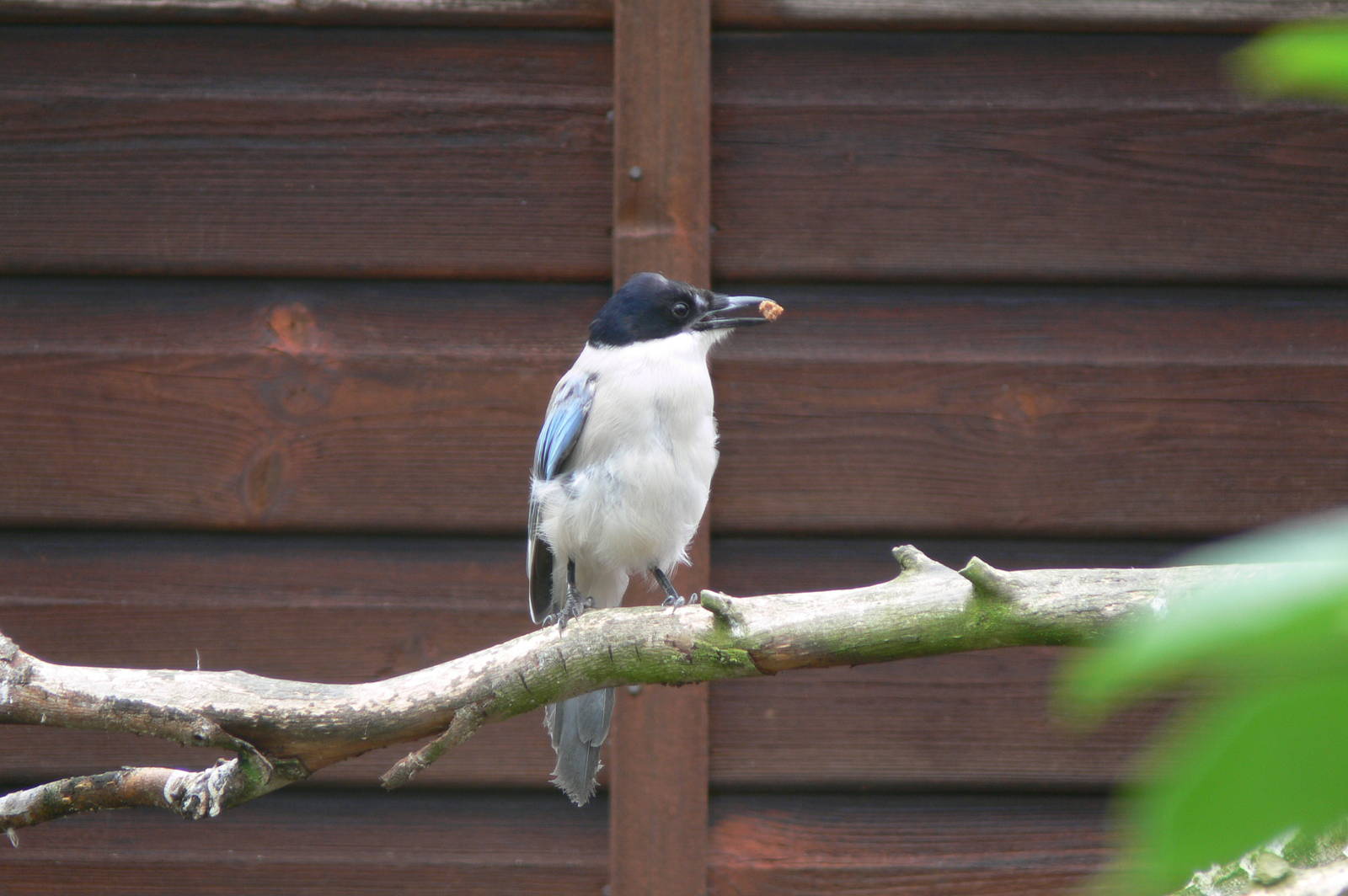 Azure-winged Magpie at Hamerton Zoo, 23/08/14