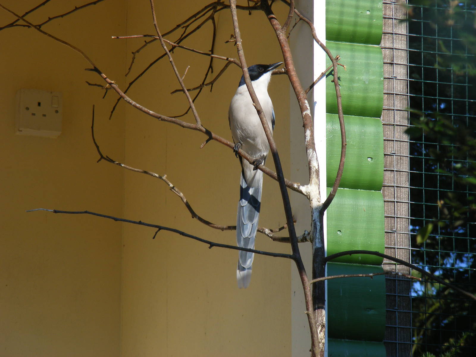 Azure-winged magpie at Paultons Park, 2 October 2011