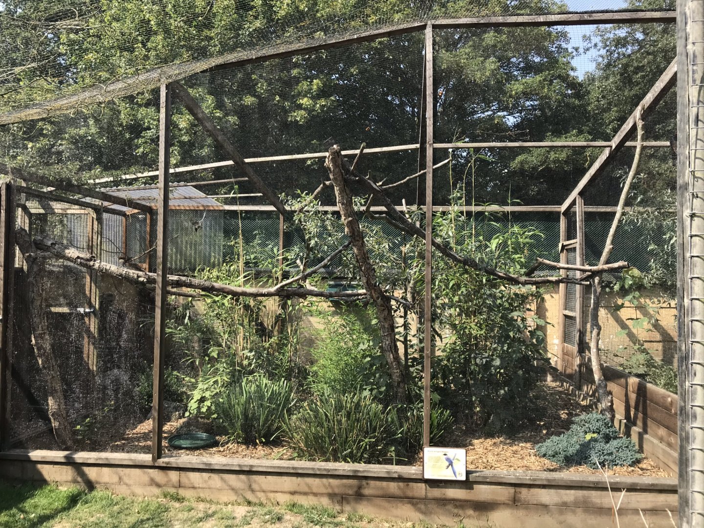 Azure-winged magpie aviary 070818