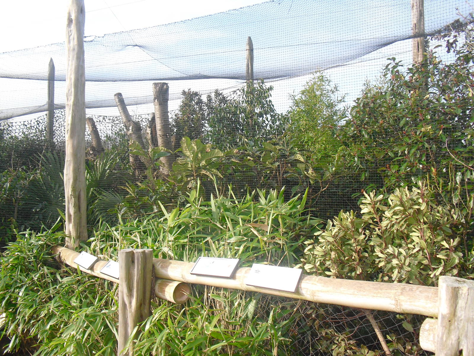 Azure-winged Magpie Aviary - 16/02/2011