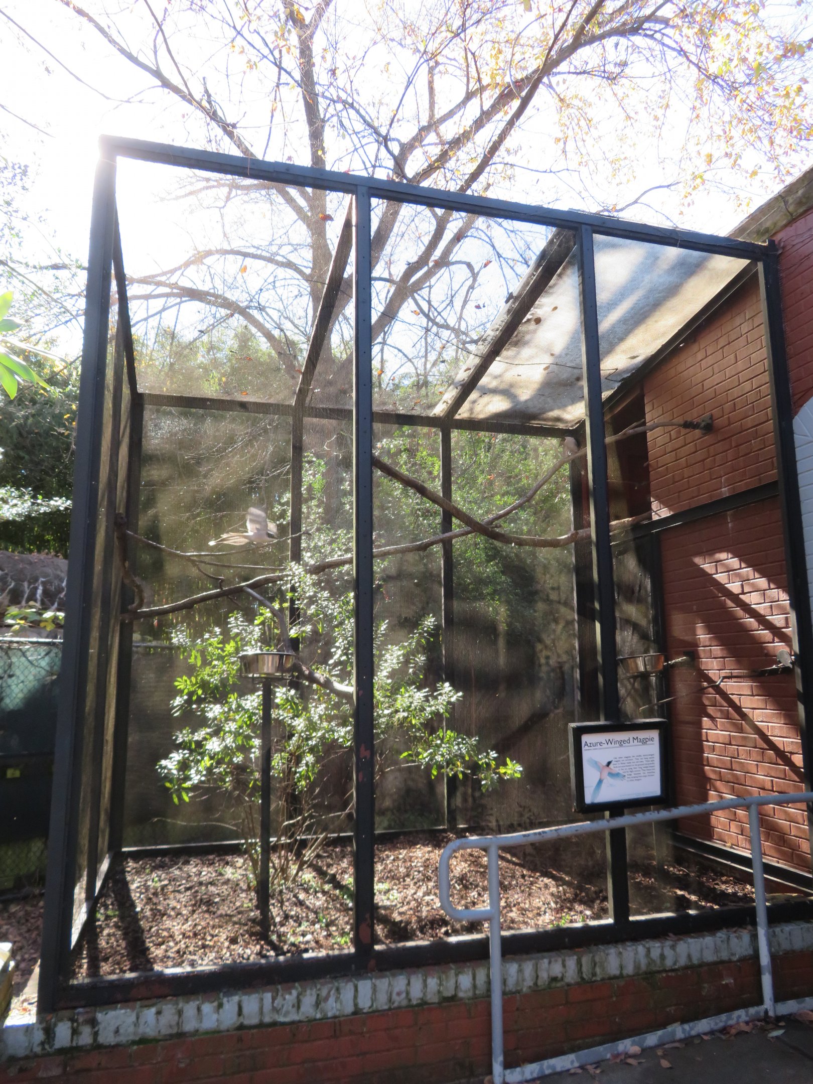 Azure-winged Magpie Aviary