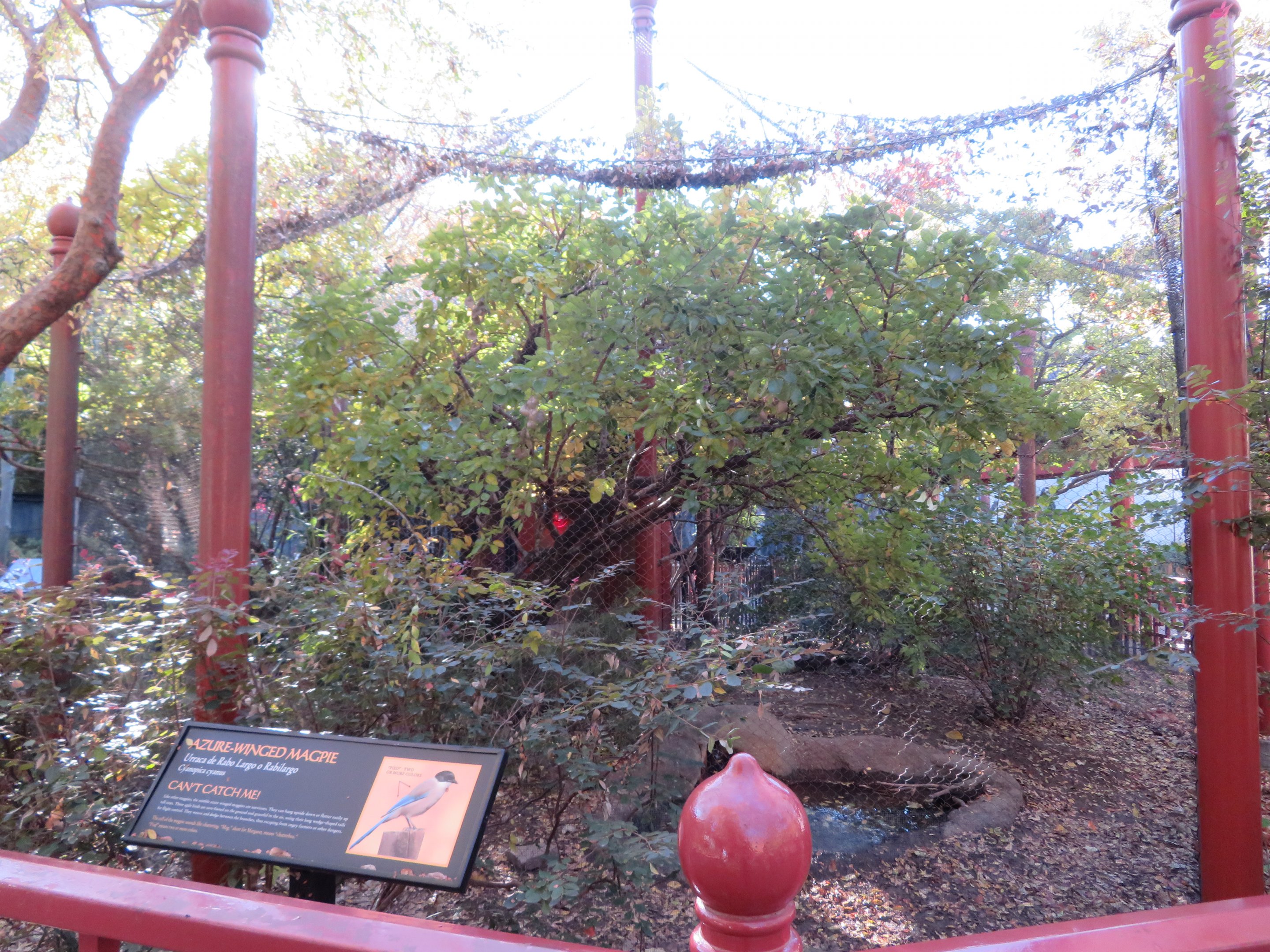 Azure-winged Magpie Aviary