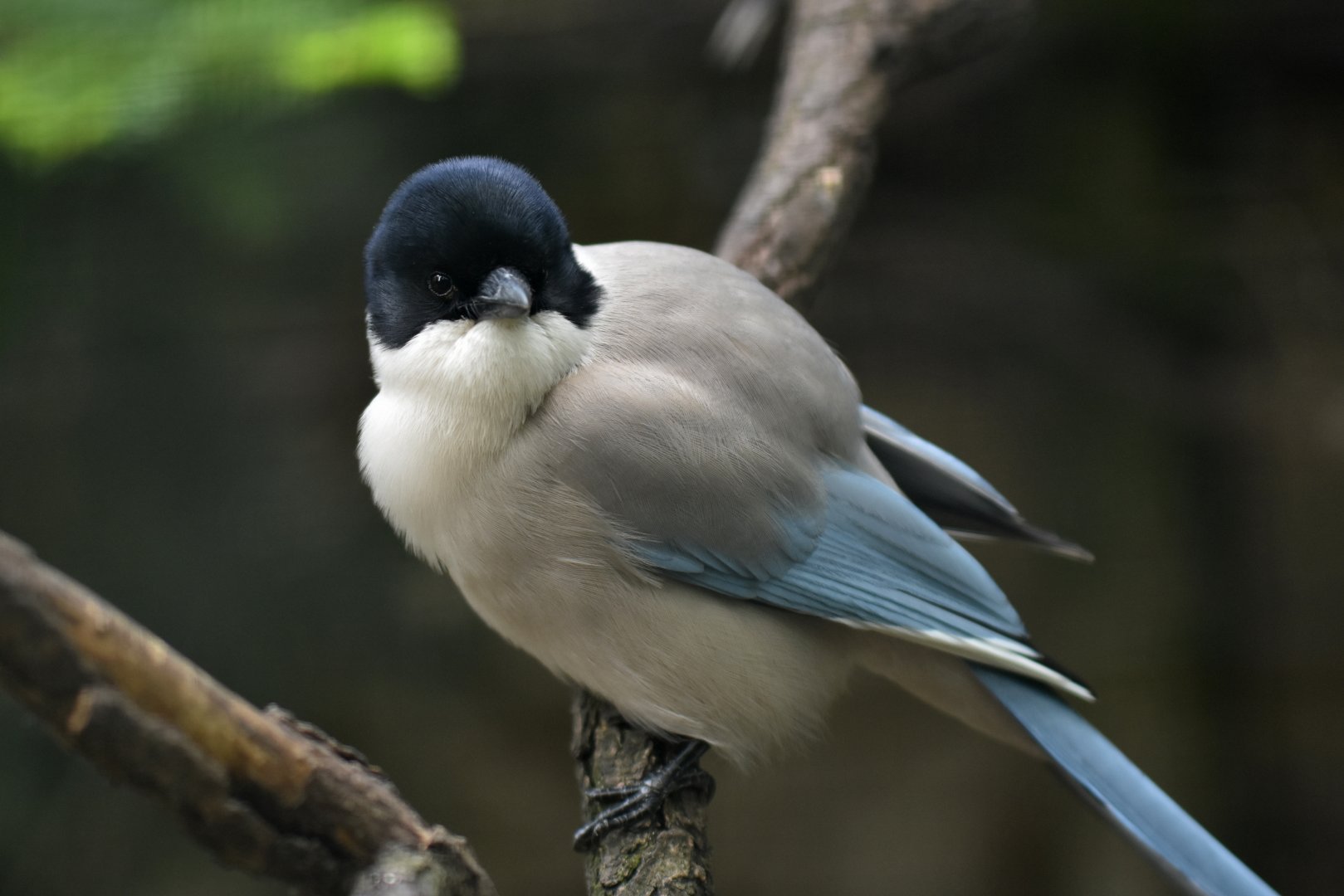 Azure-winged Magpie (Cyanopica cyanus )