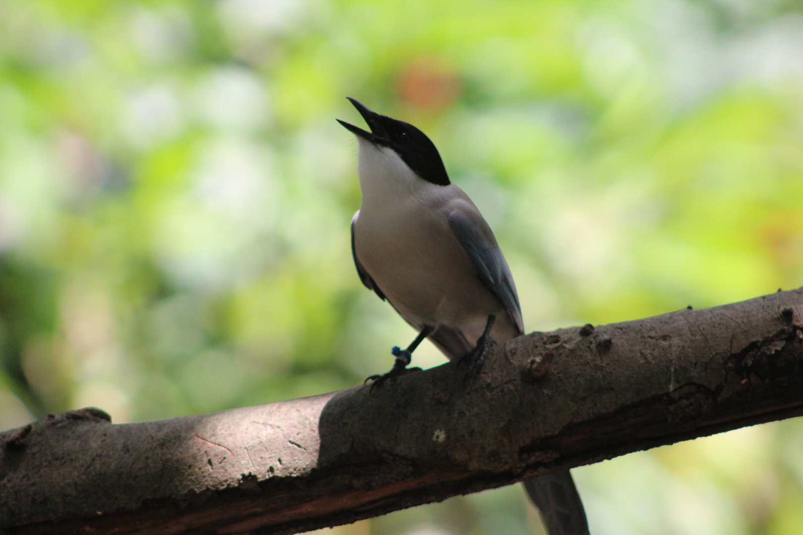 Azure-Winged Magpie (Cyanopica cyanus)