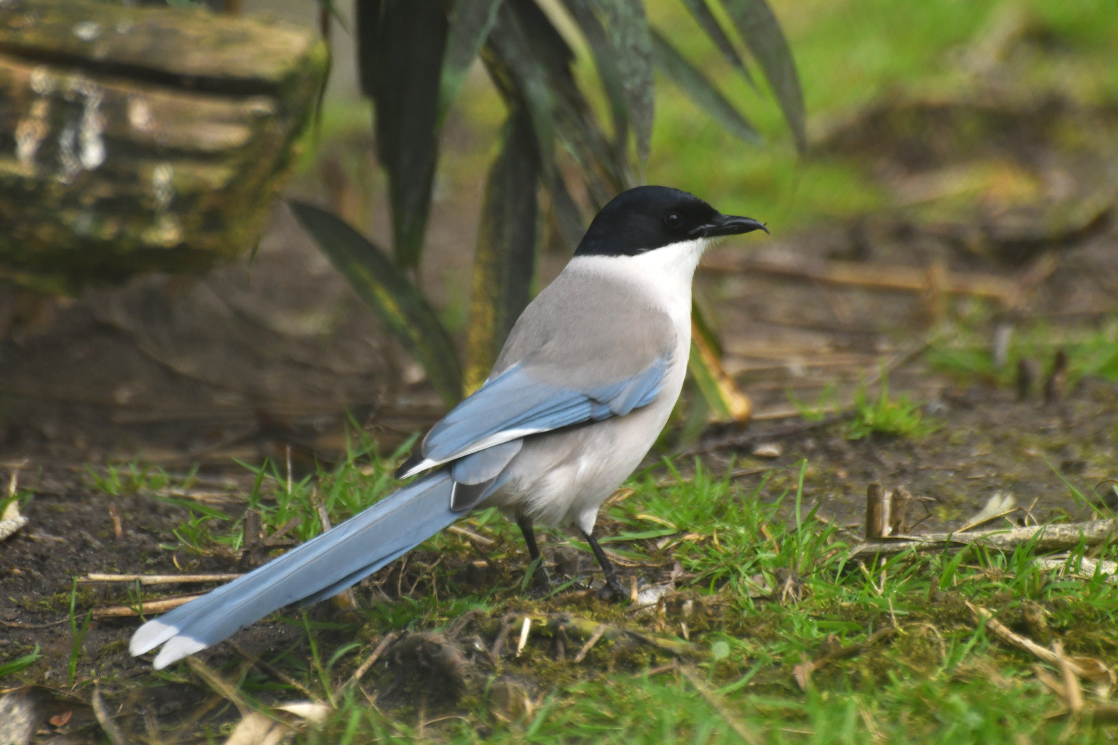 Azure-winged magpie (Cyanopica cyanus)