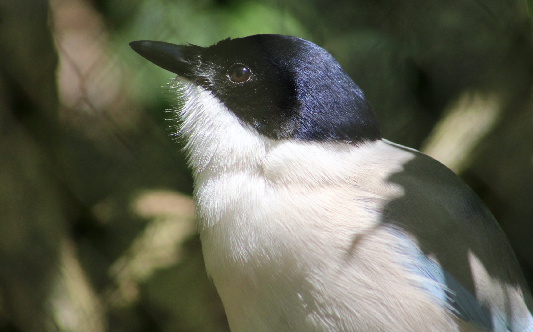 Azure-Winged Magpie (Cyanopica cyanus)