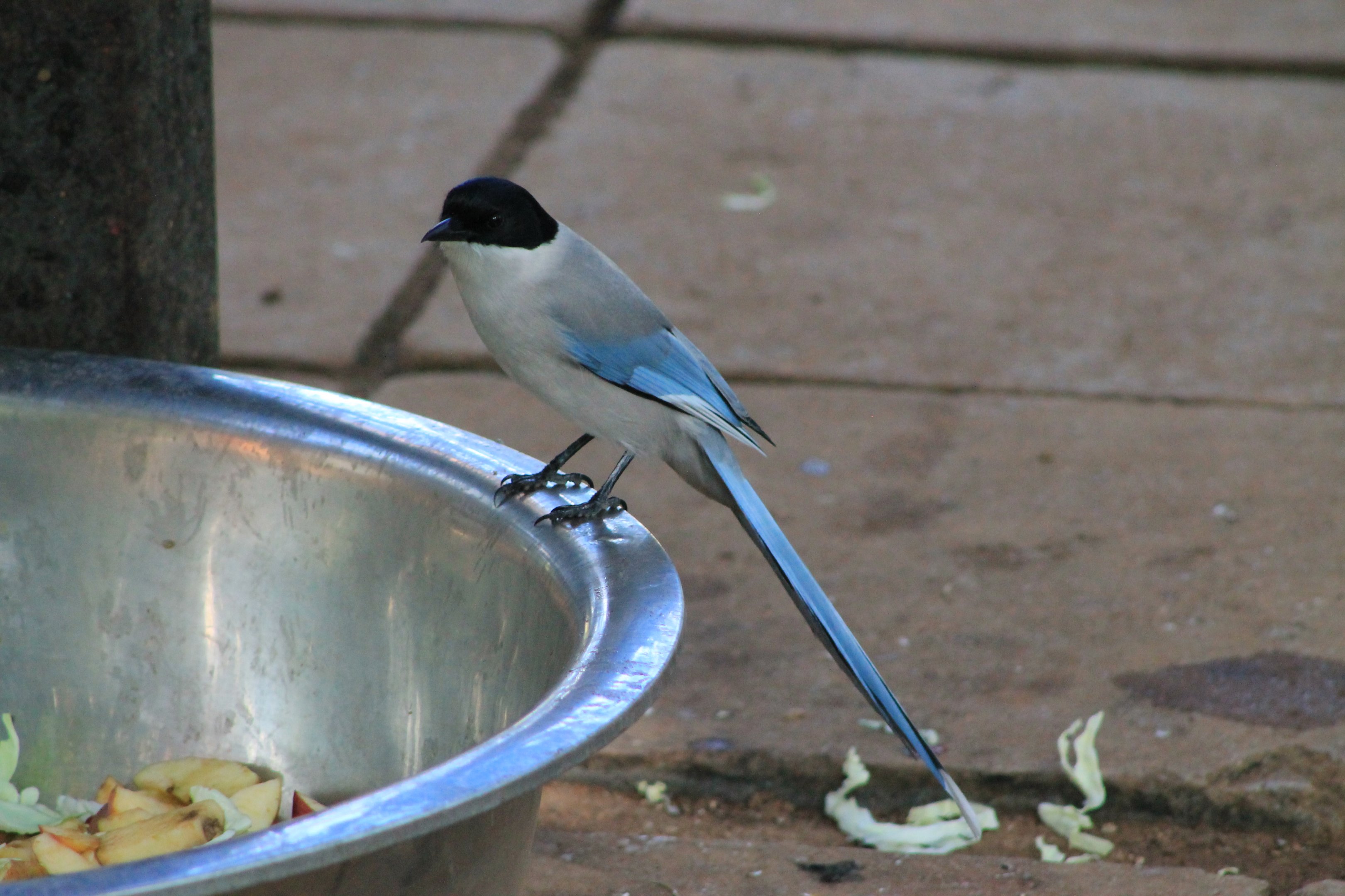 Azure-winged Magpie (Cyanopica cyanus)