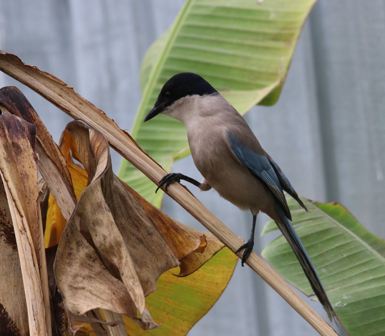 Azure-winged Magpie (Cyanopica cyanus)