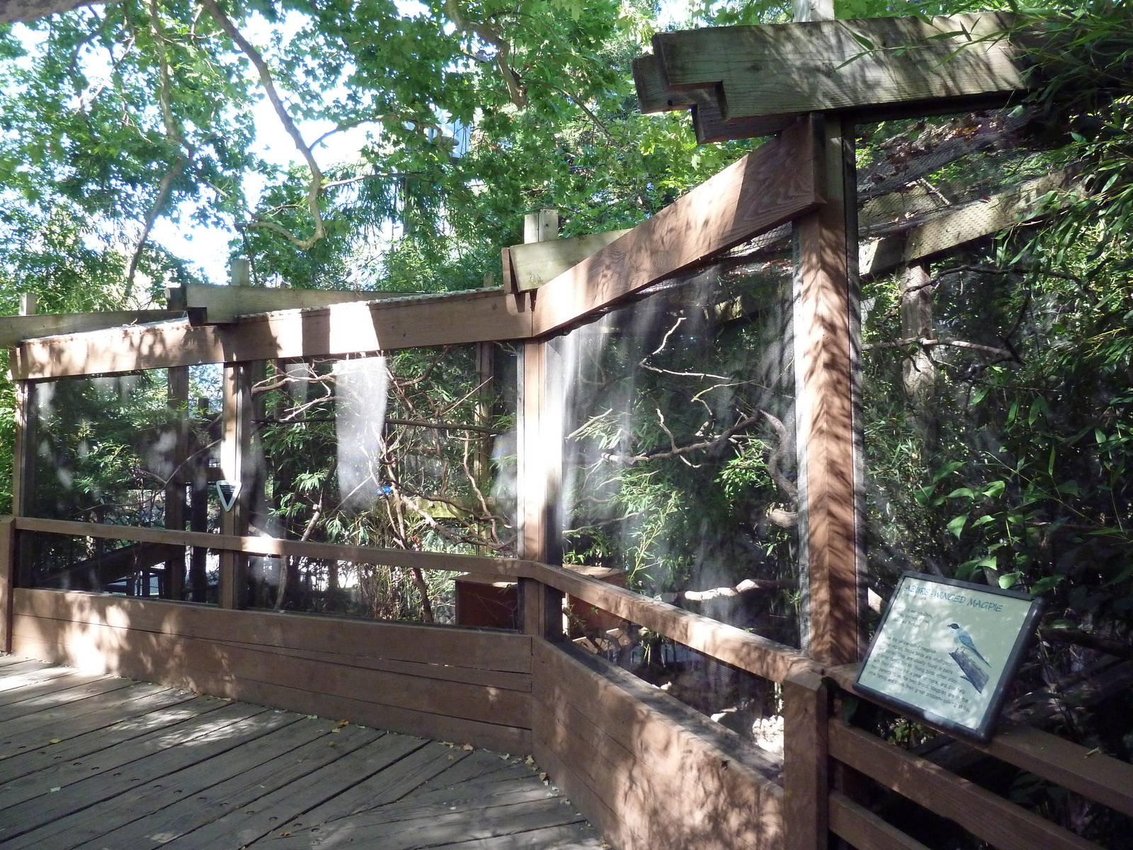 Azure-Winged Magpie Exhibit