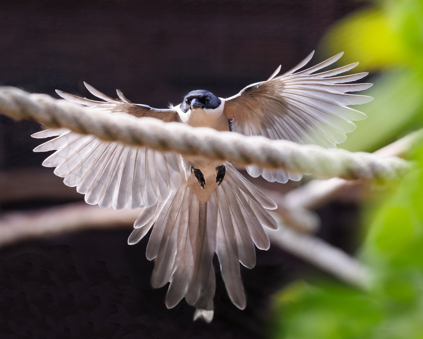 Azure Winged Magpie / Hamerton / 3-5-22