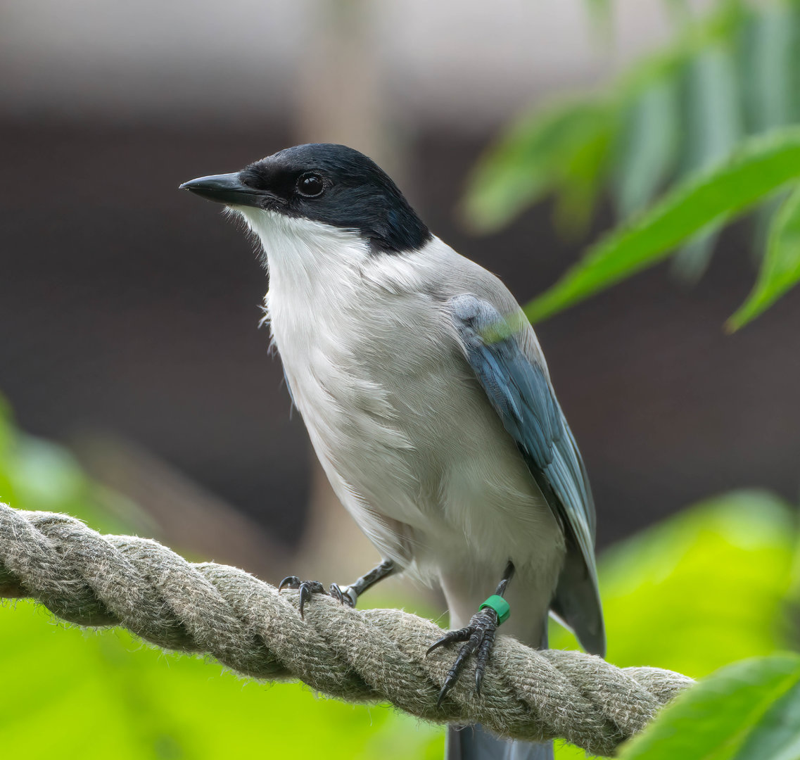 Azure winged magpie, Hamerton, UK