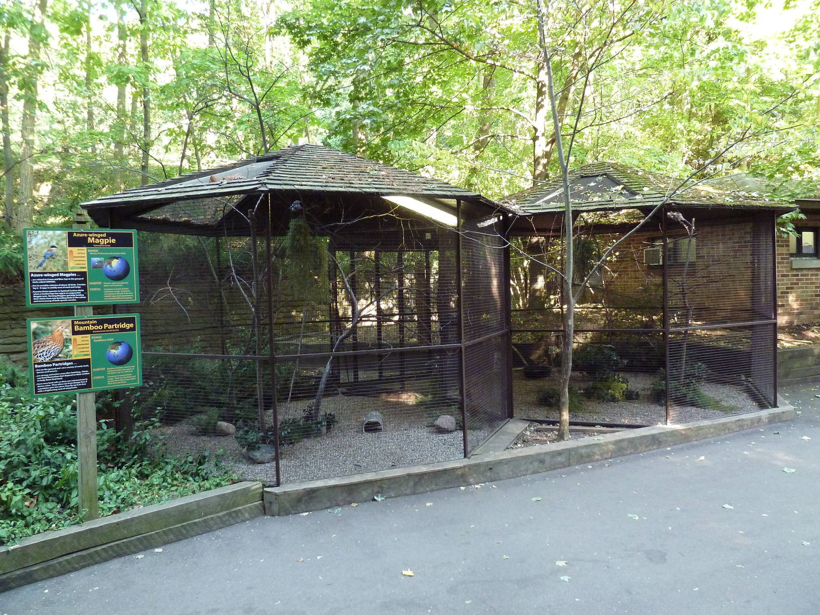 Azure-Winged Magpie/Mountain Bamboo Partridge Aviaries