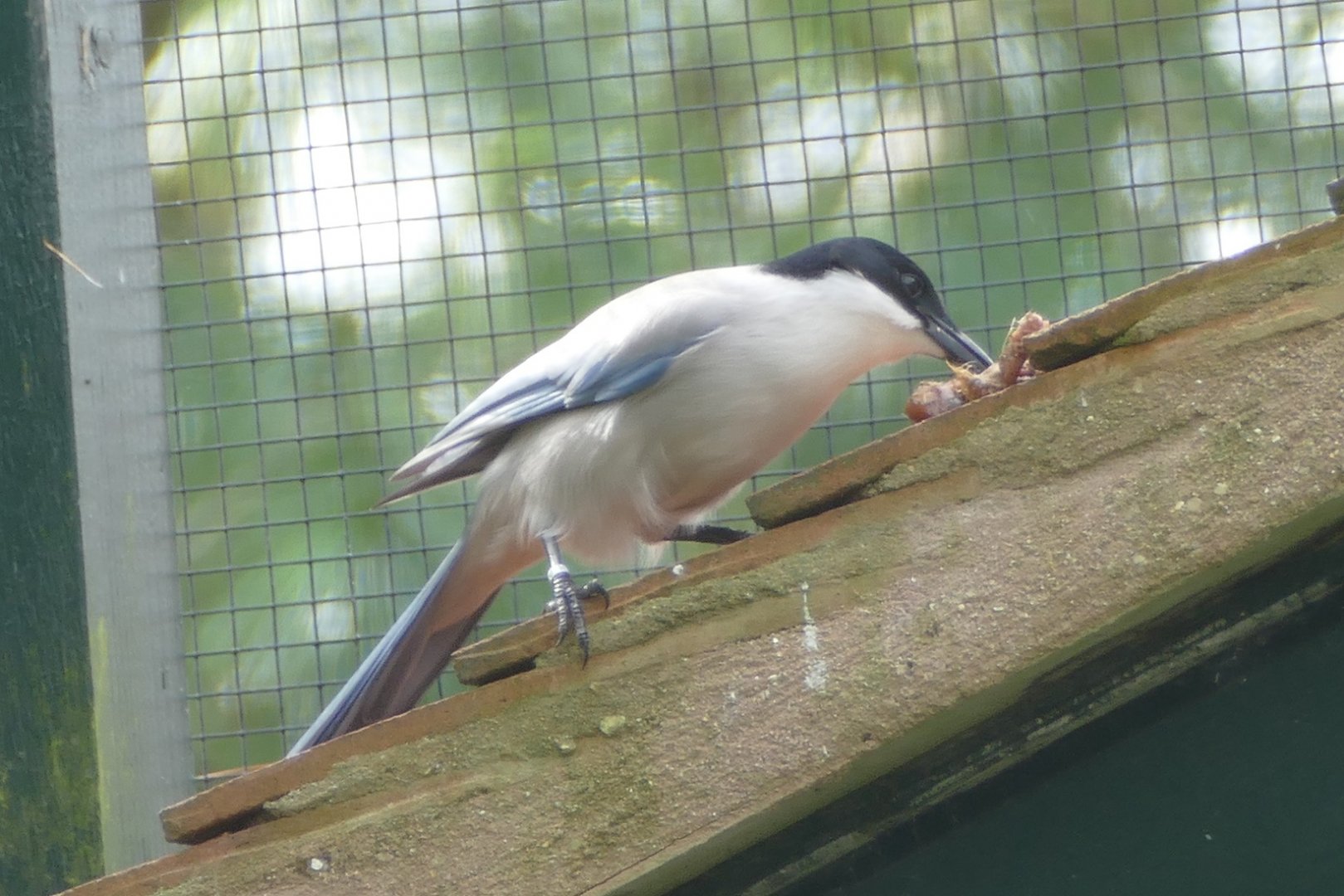 Azure-winged Magpie, October 2020