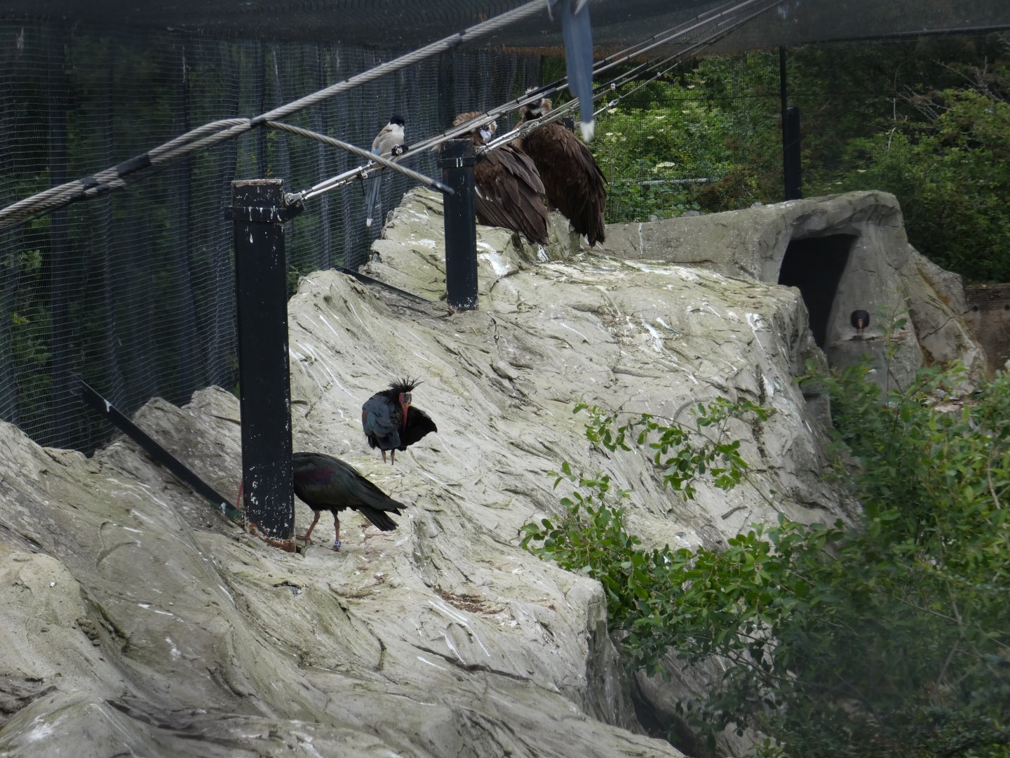 Azure-winged magpie, Waldrapp ibis and Eurasian black vulture