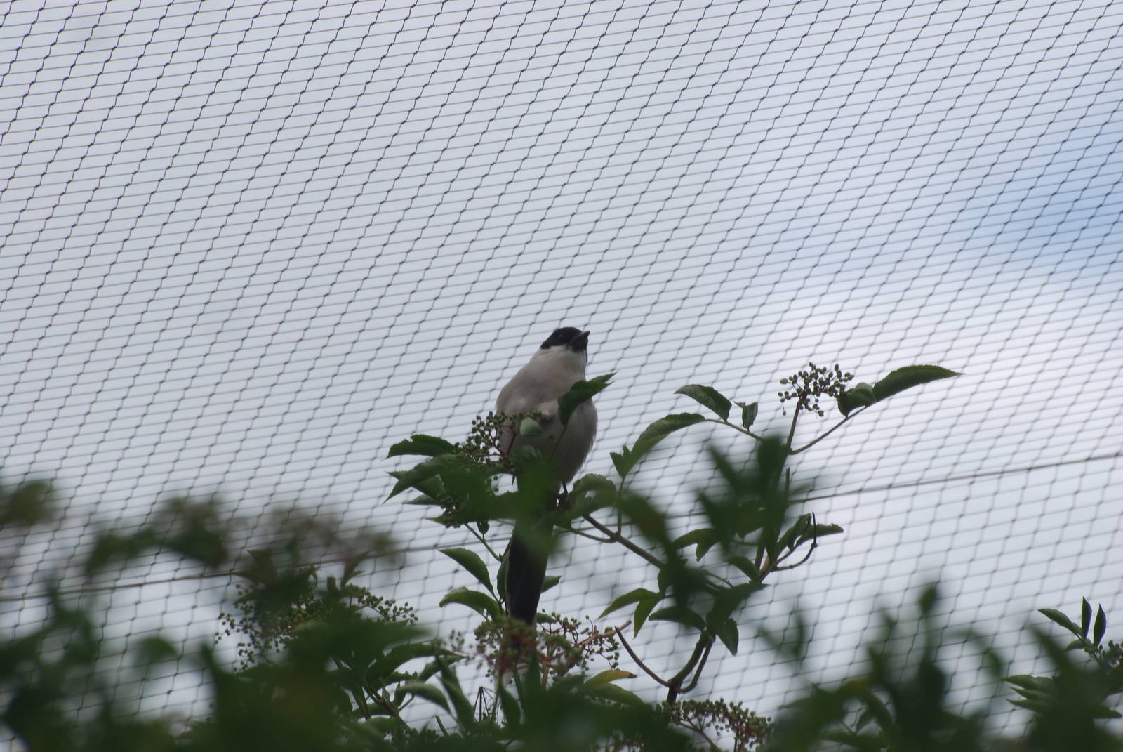 Azure-winged magpie