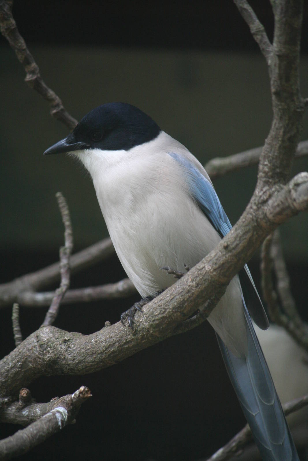 Azure-winged magpie