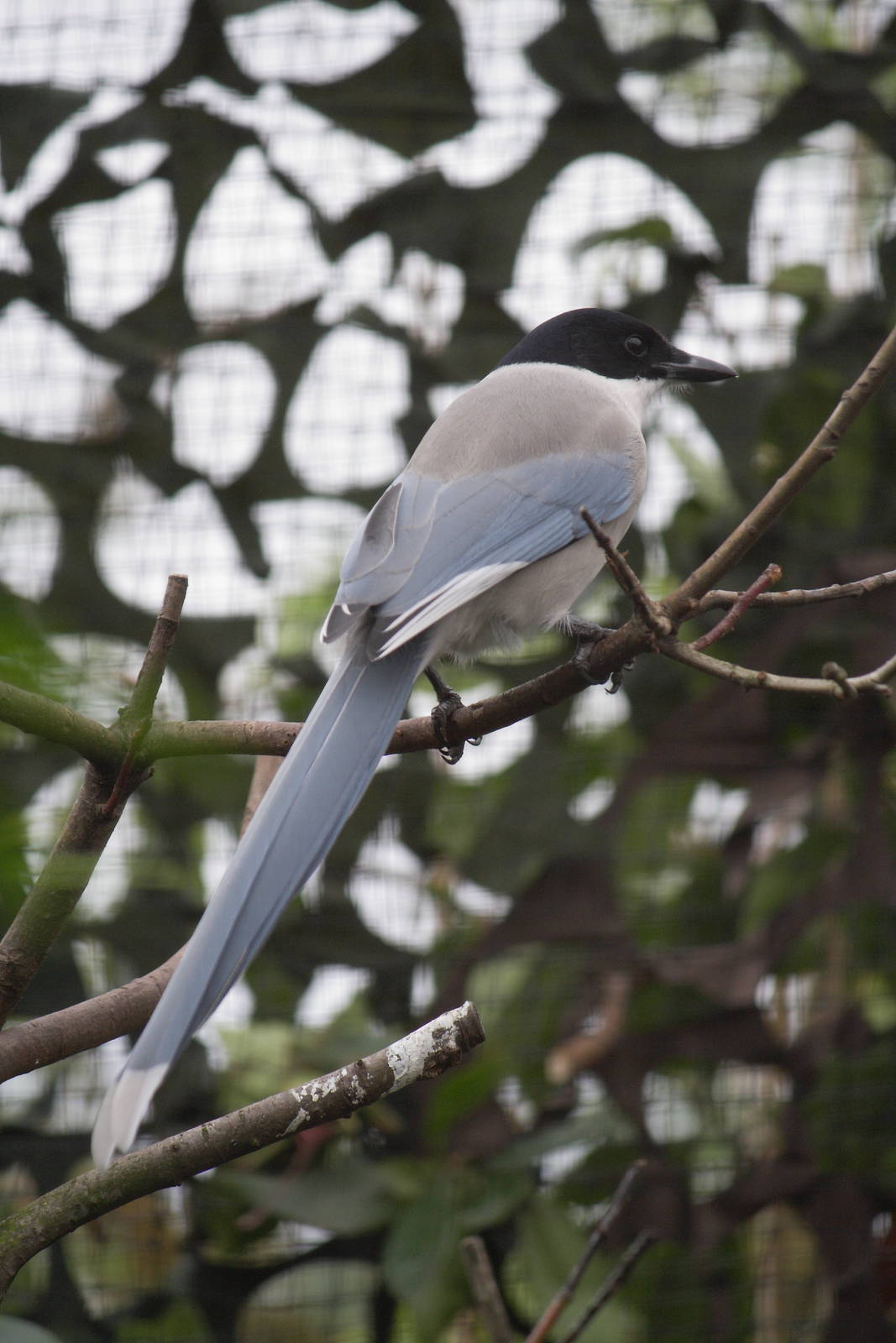 Azure-winged magpie